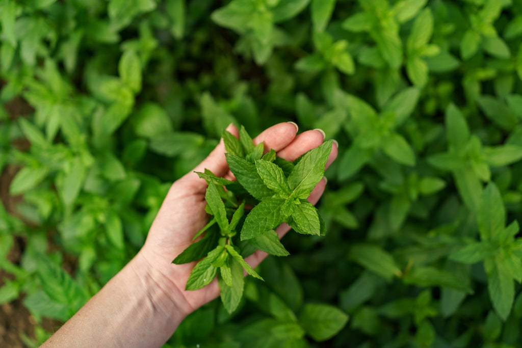 What is the Peppermint Sniff Remedy? And why you should be doing it 