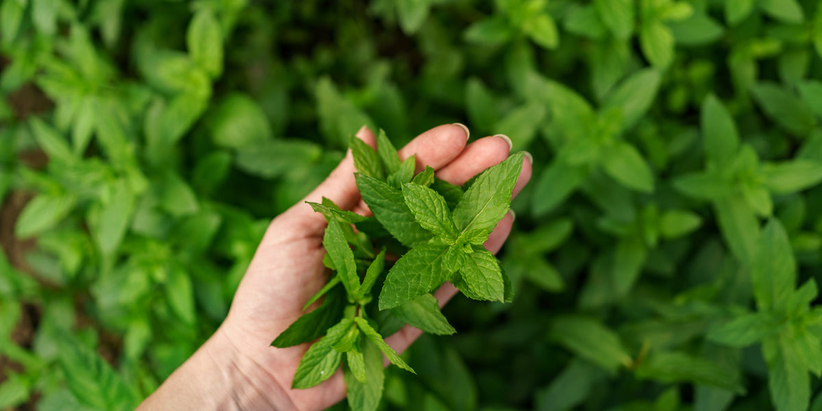 What is the Peppermint Sniff Remedy? And why you should be doing it
